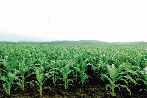 トウモロコシ『嶽きみ』